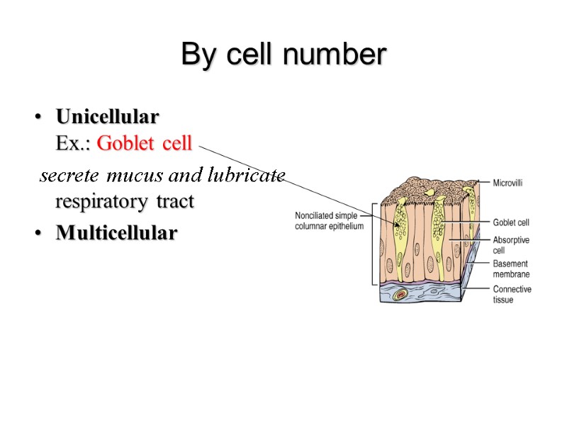 By cell number Unicellular  Ex.: Goblet cell  secrete mucus and lubricate small